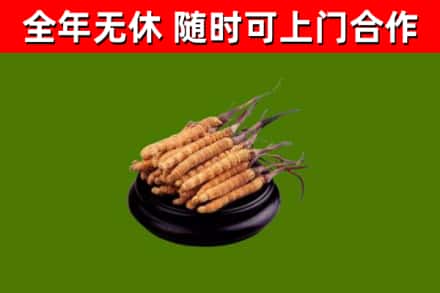 若尔盖烟酒回收冬虫夏草.jpg